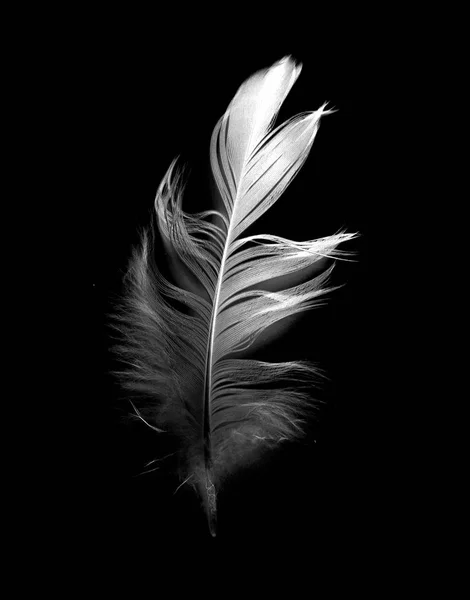 Bird Feather Black Background — Stock Photo, Image