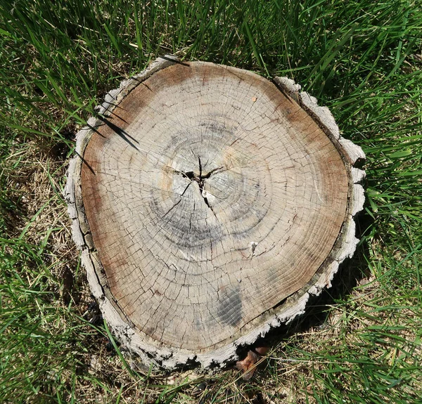 Tocón Madera Sobre Una Hierba Verde — Foto de Stock