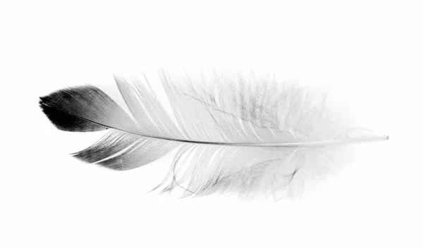 白い背景の鳥の羽 — ストック写真