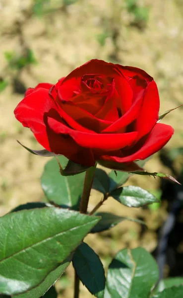 Rote Rose Blume Der Natur — Stockfoto