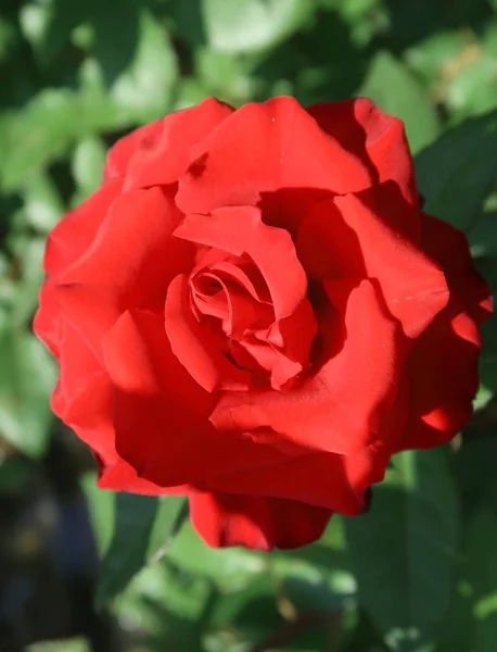 Flor Rosa Roja Naturaleza — Foto de Stock