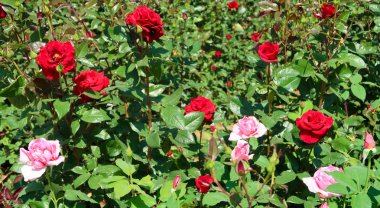 doğada kırmızı gül çiçek