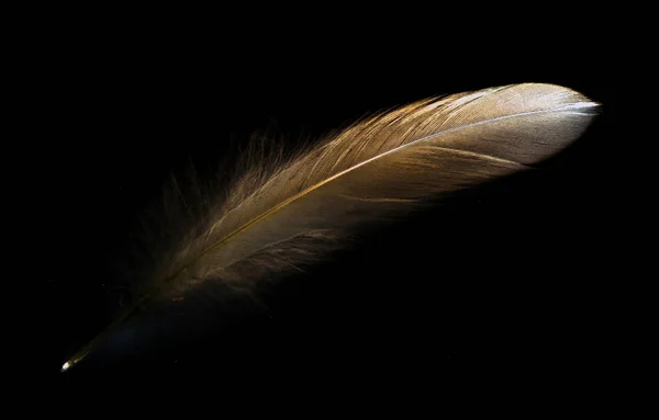 Bird Feather Black Background — Stock Photo, Image