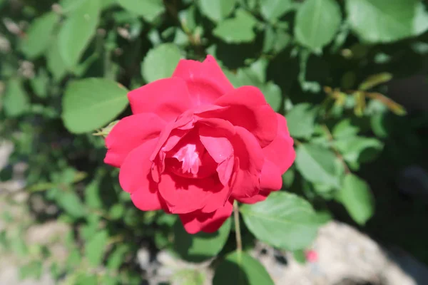 Schöne Frühlingsblumen Sonnigen Garten — Stockfoto