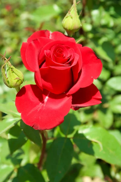 Rote Rose Blume Der Natur — Stockfoto