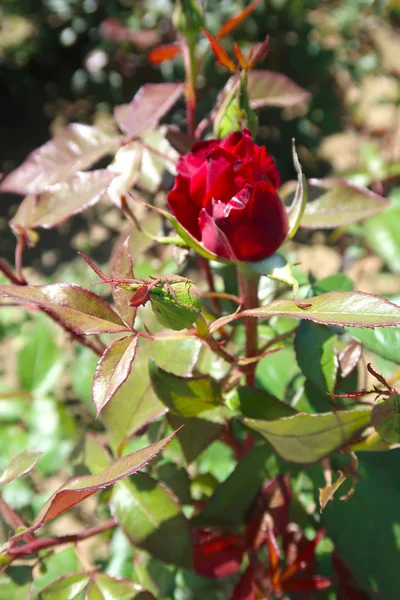 Fleur Rose Rouge Poussant Printemps — Photo