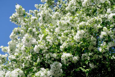 Çiçekte Elma Ağaçları