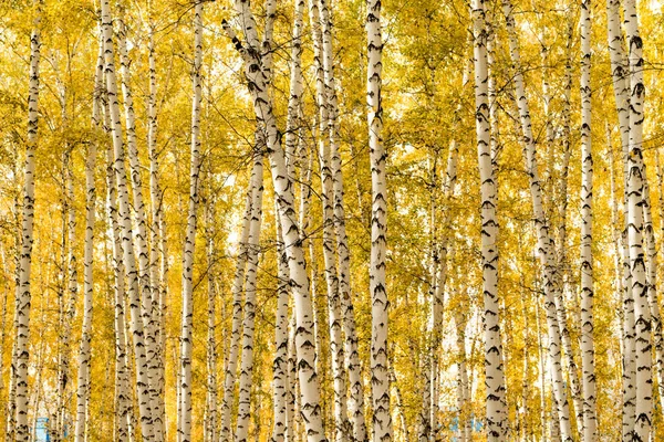 Sonbahar Huş Ağacı Orman Arka Plan — Stok fotoğraf