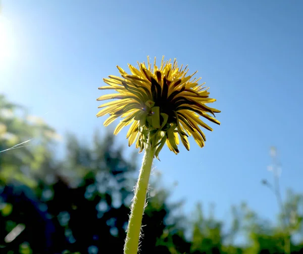 Paisaje Primaveral Campo Verde Con Flores Diente León Amarillo — Foto de Stock