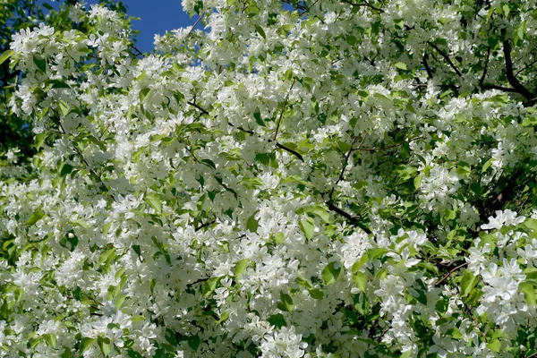 Apple Tree Bloom — ストック写真