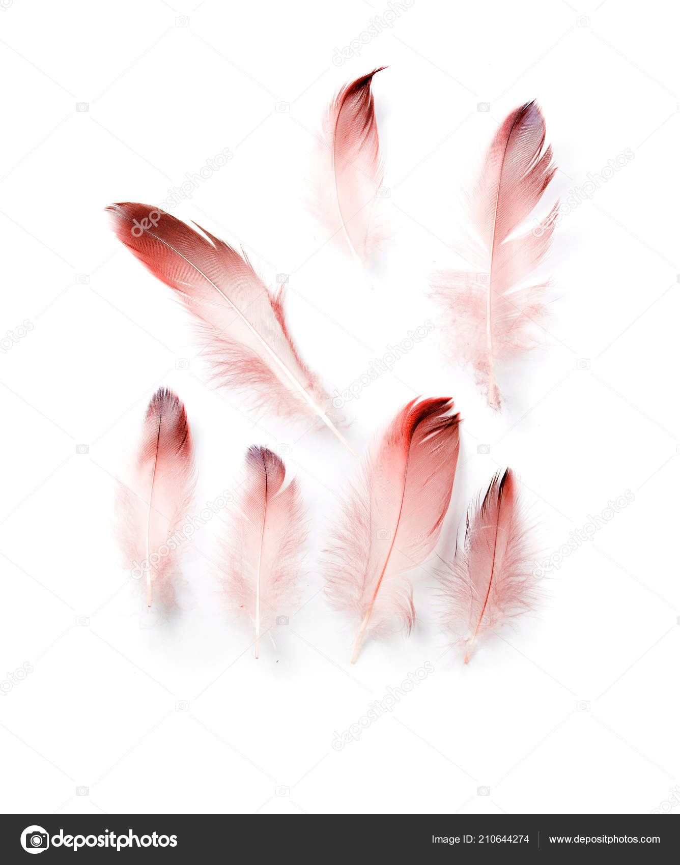 Plume Oiseau Sur Fond Blanc Photographie Kzwwsko 210644274