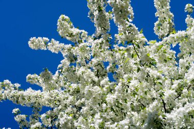 Çiçekte Elma Ağaçları