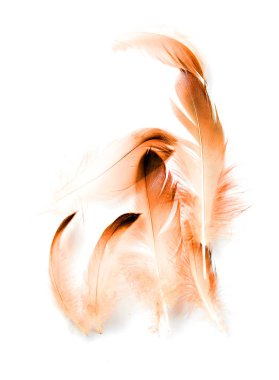 Beyaz arkaplanda kuş tüyü