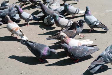Asfalt üzerinde vahşi gri güvercin