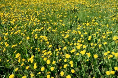 Bahar manzara, yeşil alan sarı çiçekli karahindiba