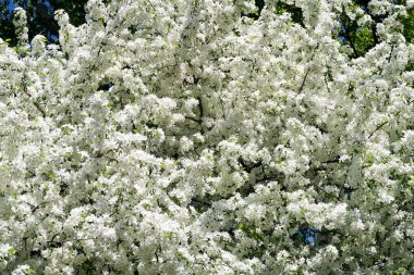 Çiçekte Elma Ağaçları