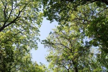 Gökyüzüne aşağıdan görünümünde ağaçlarının dalları