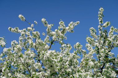 Çiçekte Elma Ağaçları