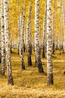 Sonbahar, huş ağacı orman arka plan