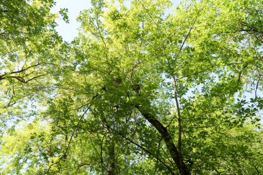 Gökyüzüne aşağıdan görünümünde ağaçlarının dalları