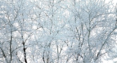 ağaçlarda, karlı bir kış manzarası