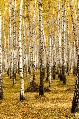 Sonbahar, huş ağacı orman arka plan