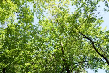 Gökyüzüne aşağıdan görünümünde ağaçlarının dalları