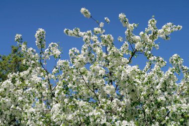 Çiçekte Elma Ağaçları
