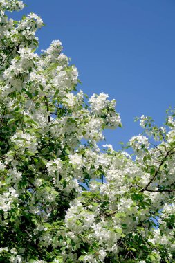 Çiçekte Elma Ağaçları