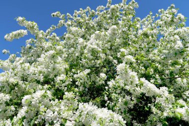 Çiçekte Elma Ağaçları