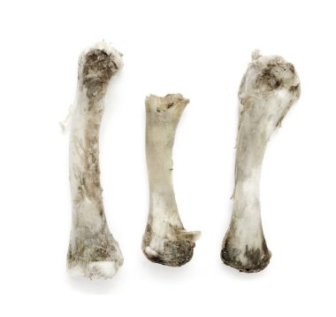 Beyaz bir arka plan üzerinde kemik tavuk