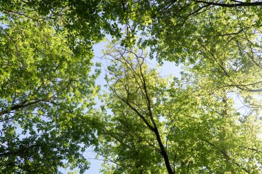 Gökyüzüne aşağıdan görünümünde ağaçlarının dalları