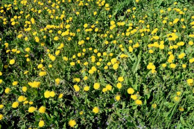 Bahar manzara, yeşil alan sarı çiçekli karahindiba