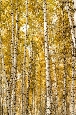 Sonbahar, huş ağacı orman arka plan