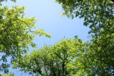 Gökyüzüne aşağıdan görünümünde ağaçlarının dalları