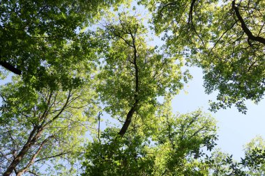 Gökyüzüne aşağıdan görünümünde ağaçlarının dalları