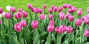 Mor laleler, yeşil çim