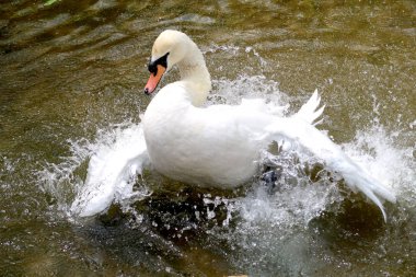 Gölette beyaz kuğu