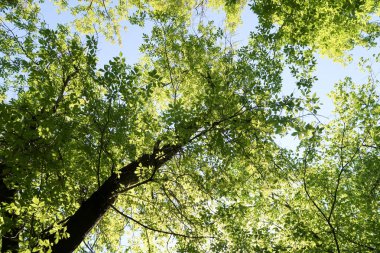 Gökyüzüne aşağıdan görünümünde ağaçlarının dalları