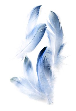 Beyaz arkaplanda kuş tüyü