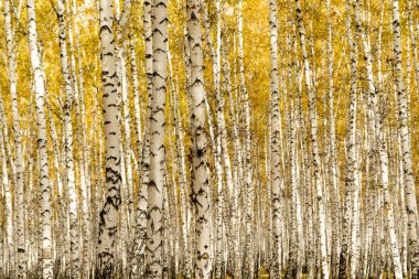 Sonbahar, huş ağacı orman arka plan