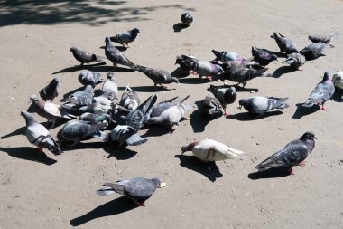 Asfalt üzerinde vahşi gri güvercin