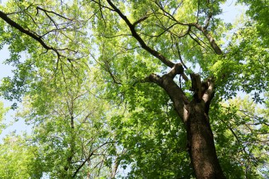 Gökyüzüne aşağıdan görünümünde ağaçlarının dalları