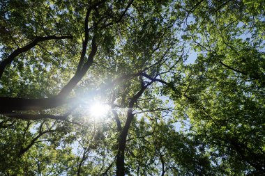 Gökyüzüne aşağıdan görünümünde ağaçlarının dalları