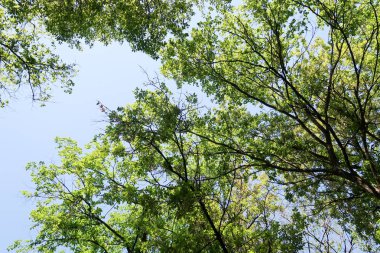 Gökyüzüne aşağıdan görünümünde ağaçlarının dalları