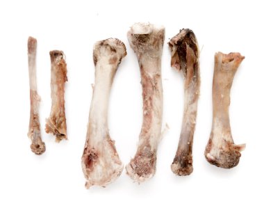 Beyaz bir arka plan üzerinde kemik tavuk