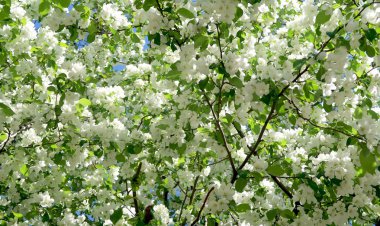 Çiçekte Elma Ağaçları