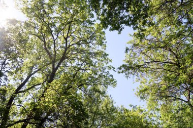 Gökyüzüne aşağıdan görünümünde ağaçlarının dalları