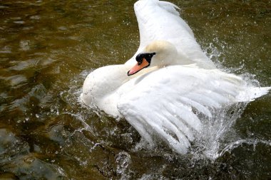 Gölette beyaz kuğu