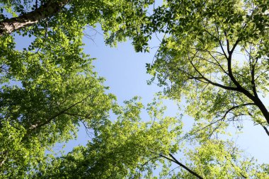 Gökyüzüne aşağıdan görünümünde ağaçlarının dalları